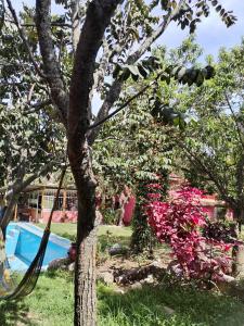 a tree with pink flowers next to a swimming pool at SUMAQ TIKA in Urubamba