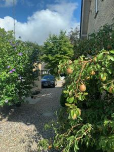 Billede fra billedgalleriet på Gæstehuset i Kruså