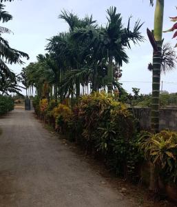 a dirt road with palm trees and plants at Holiday Bungalow for rent, Inuvil, Jaffna in Uduvil