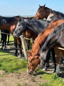 a group of horses standing next to a fence at Black Horse in Pasłęk