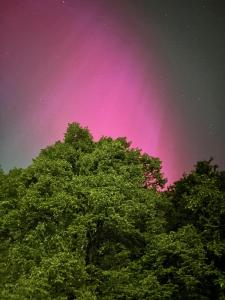 Ein Baum mit einem rosa Himmel im Hintergrund in der Unterkunft Forsthaus Neudorf in Harzgerode