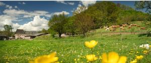 a herd of cows grazing in a field of flowers at Zimmer auf dem Scheuerhof in Wittlich +4 photos