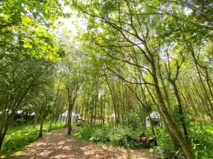 einen Weg durch einen Wald mit Bäumen und Gras in der Unterkunft Silver Airstream Glamping & Rental in Chichester