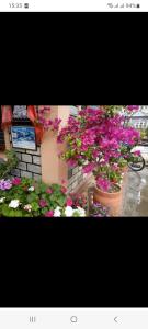 Un jardín fuera de Galaxy Inn Guest House
