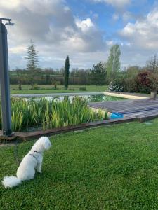 Brin de Cocagne في Fénols: كلب أبيض يجلس على العشب في حديقة