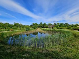 ein kleiner Teich mit hohem Gras auf einem Feld in der Unterkunft Hidden studio in Borzęcin Duży