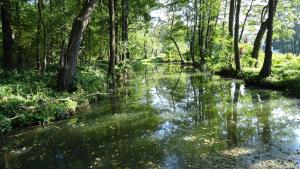 a stream in a wooded area with trees at Ferienwohnung Wunderlich in Krausnick +5 photos