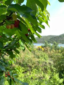 a tree with green leaves and red berries on it at Lake Campground Silvano in Berat
