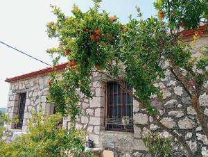 Κήπος έξω από το Mojo Art House