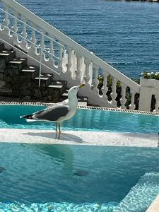 The swimming pool at or close to Hotel Helvetia