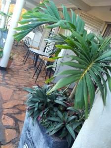 a group of plants in a planter in a building at NIGHT ROCKS SUITS in Jinja