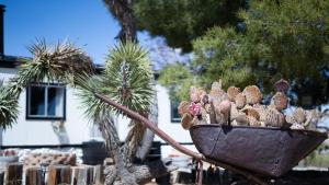 Κήπος έξω από το Wind Desert Spirit Pioneertown