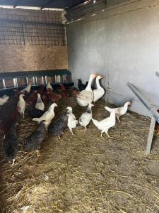 un groupe de canards et de poulets dans une grange dans l'établissement Agriturismo a casa di Susanna, à Santo Stefano del Sole