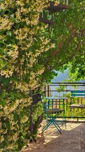 una silla azul sentada junto a un árbol con flores en Apartment Mint&Rose en Risan