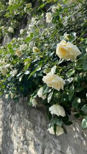 Giardino di Ludwig Guesthouse