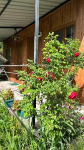 Giardino di Ludwig Guesthouse