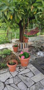 Κήπος έξω από το Lambrinis house +16 φωτογραφίες