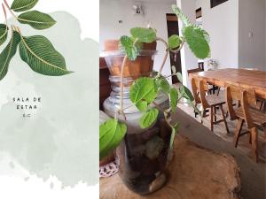 roślina w wazie obok stołu w obiekcie Killari-Hospedaje Puro Jita w mieście Lunahuaná