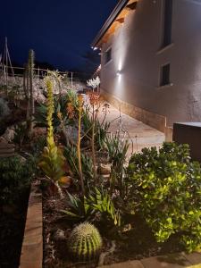 um jardim com cactos e plantas à noite em Casa Natura 40 em Parghelia