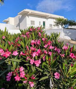 a bush with pink flowers in front of a white house at Loredana Affittacamere in Vittoria