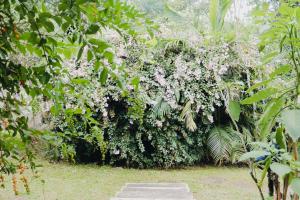 un jardin avec un grand bush et des fleurs blanches dans l'établissement Vista Garden Cottage, à Mbabane