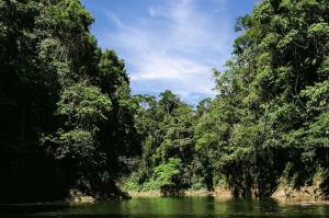 vistas a un río con árboles en el fondo en Munay Travel camp, en San Carlos