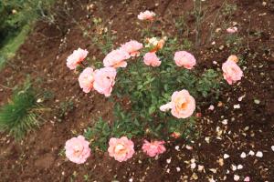 ムババーネにあるVista Garden Cottageの庭のピンクの花束
