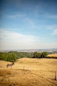 Naucelle的住宿－Ferme de Paulétou，站在田野顶上的牛