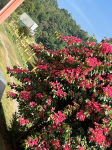 グアラレマにあるPOUSADA PE NA TERRA EM GUARAREMAの隣家のピンクの花が咲き誇る茂み