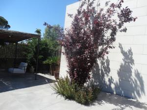 カルデス・デ・マラベーリャにあるCasa Ateneaの壁の側面に生えている赤い花の植物