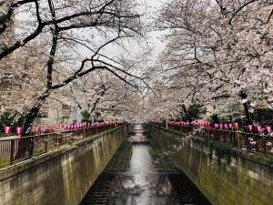 un puente con cerezos sobre un canal con agua en 渋谷3分でベット4台の3ベットルーム65平米の一軒家, en Tokio