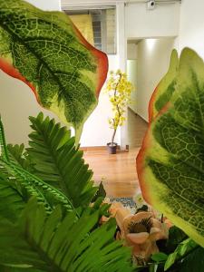 due grandi foglie di una pianta in una stanza di Gywel a San Salvador