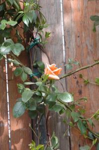 a flower on a plant next to a wooden fence at Le Maddalene in Verona