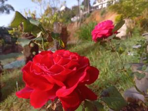 una rosa roja está creciendo en un jardín en Tea Bound Resort, en Nuwara Eliya