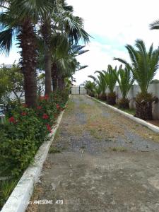 eine Auffahrt mit Palmen und Blumen im Hof in der Unterkunft Charmante maison de campagne in Temara