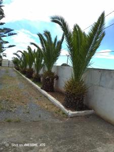 a row of palm trees next to a wall at Charmante maison de campagne in Temara