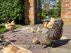 a group of chickens standing on a brick sidewalk at Ferienwohnungen Zollhaus Utlandshoern in Norden +4 photos