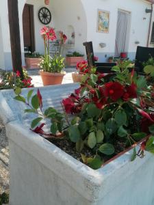 un piantatore pieno di fiori e piante rossi di Il Casale del Generale ad Agerola