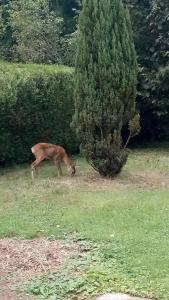a deer grazing in the grass near a tree at Location proche de Paris, Versailles et de la nature in Plaisir