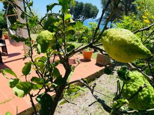 roślina z cytryną w ogrodzie w obiekcie Case dei limoni sul mare w mieście Capoliveri