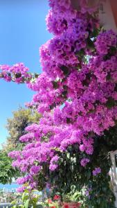 Zahrada ubytování Villa Aurelia Vodice