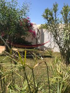 um jardim com algumas plantas e uma mangueira em Suite indépendante Chez l'Artiste em Midoun