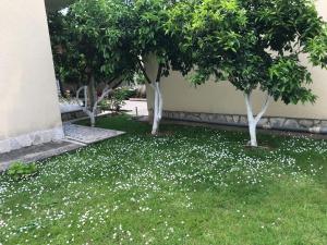 un groupe d'arbres et de fleurs blanches dans l'herbe dans l'établissement Apartment K2, à Radanovići