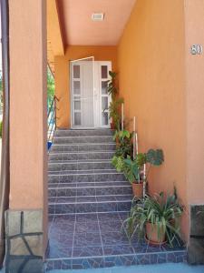 un escalier avec des plantes en pot devant un bâtiment dans l'établissement Casa Matei, à Sighetu Marmaţiei