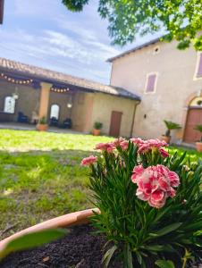 a plant with pink flowers in front of a house at Casa Barattini in Zocchetta