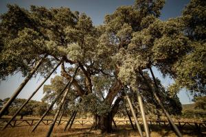 Φυσικό τοπίο κοντά σε αυτή η παραθεριστική κατοικία