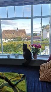 a black cat sitting in a window sill with a vase of flowers at Shared Farmhouse in Stavanger