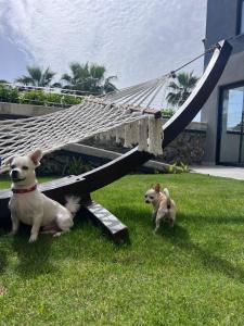 two dogs sitting in the grass next to a swing at Ulu Panorama Residence in Alanya
