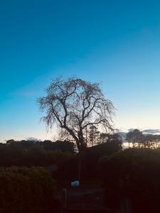 un albero in piedi in mezzo a un campo di East Learmouth Lakeside Lodges a Cornhill-on-tweed