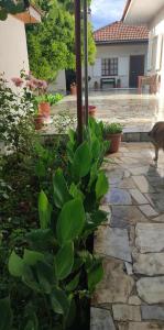 a cat walking on a patio with a plant at Lambrinis house in Kanallákion